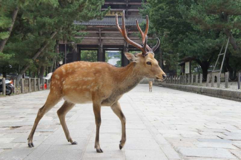Deer in Todaiji