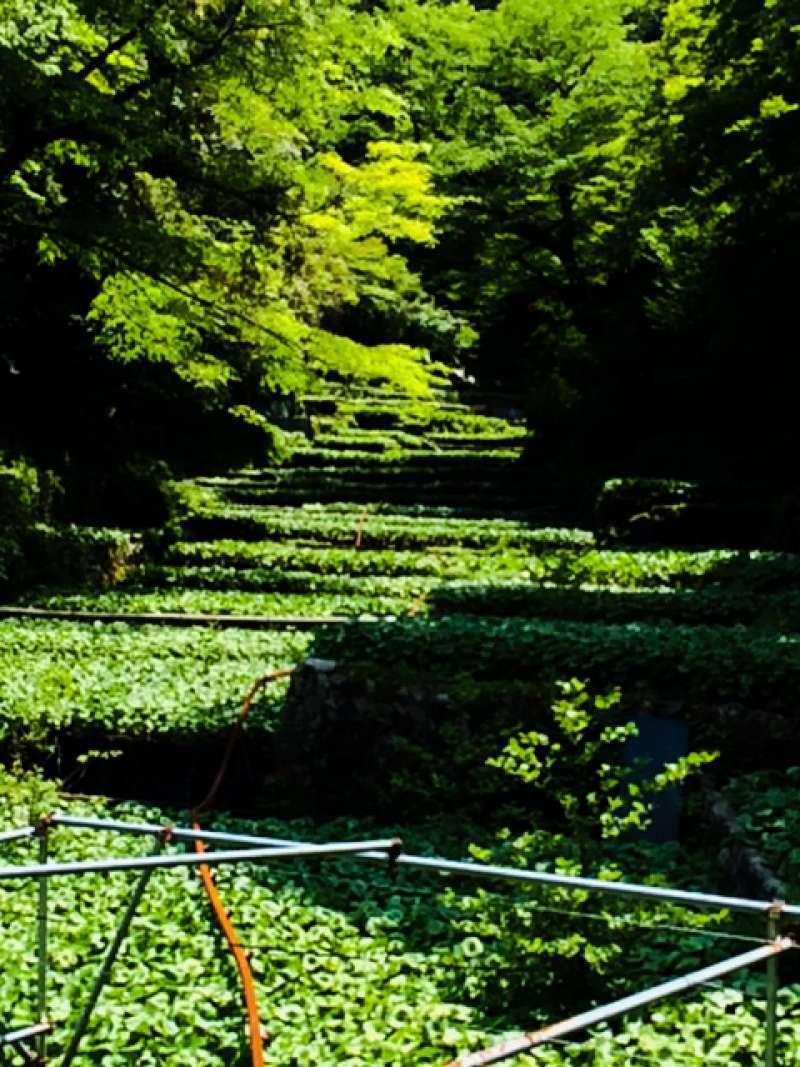 the most beutiful wasabi field in Japan