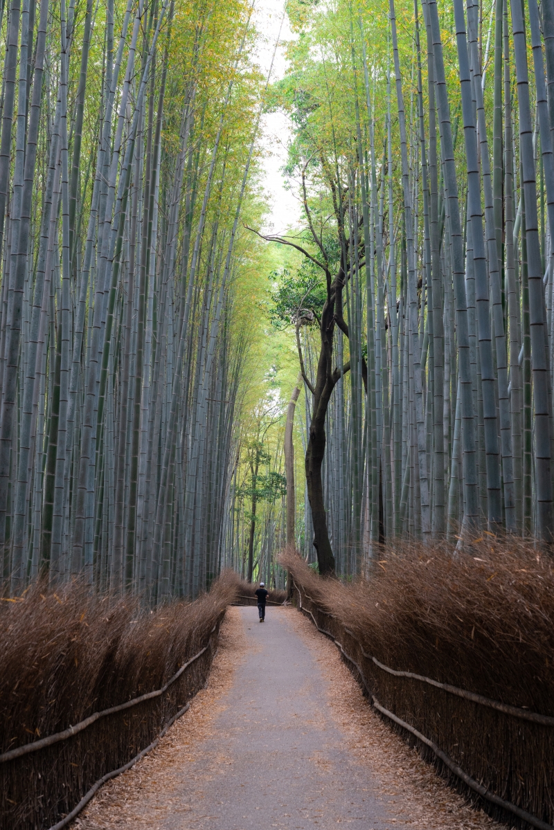 Explore Kyoto And Arashiyama In One Day Trip Kyoto Private Tours Gowithguide