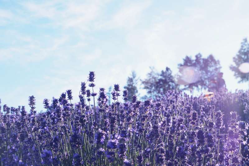 Lavender Garden in Furano 