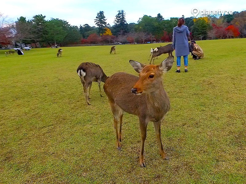 At Nara Park 