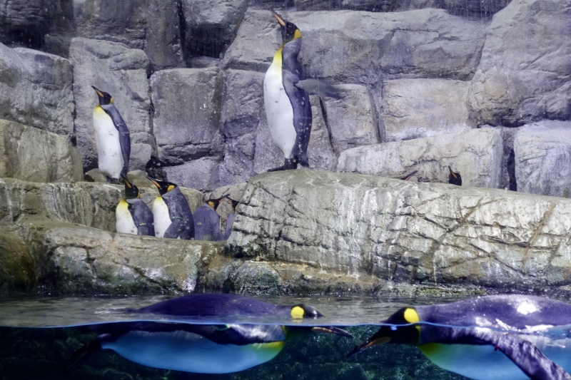 Yokohama Zoo & Hakkeijima Aquarium Group Tour (Semi Private)