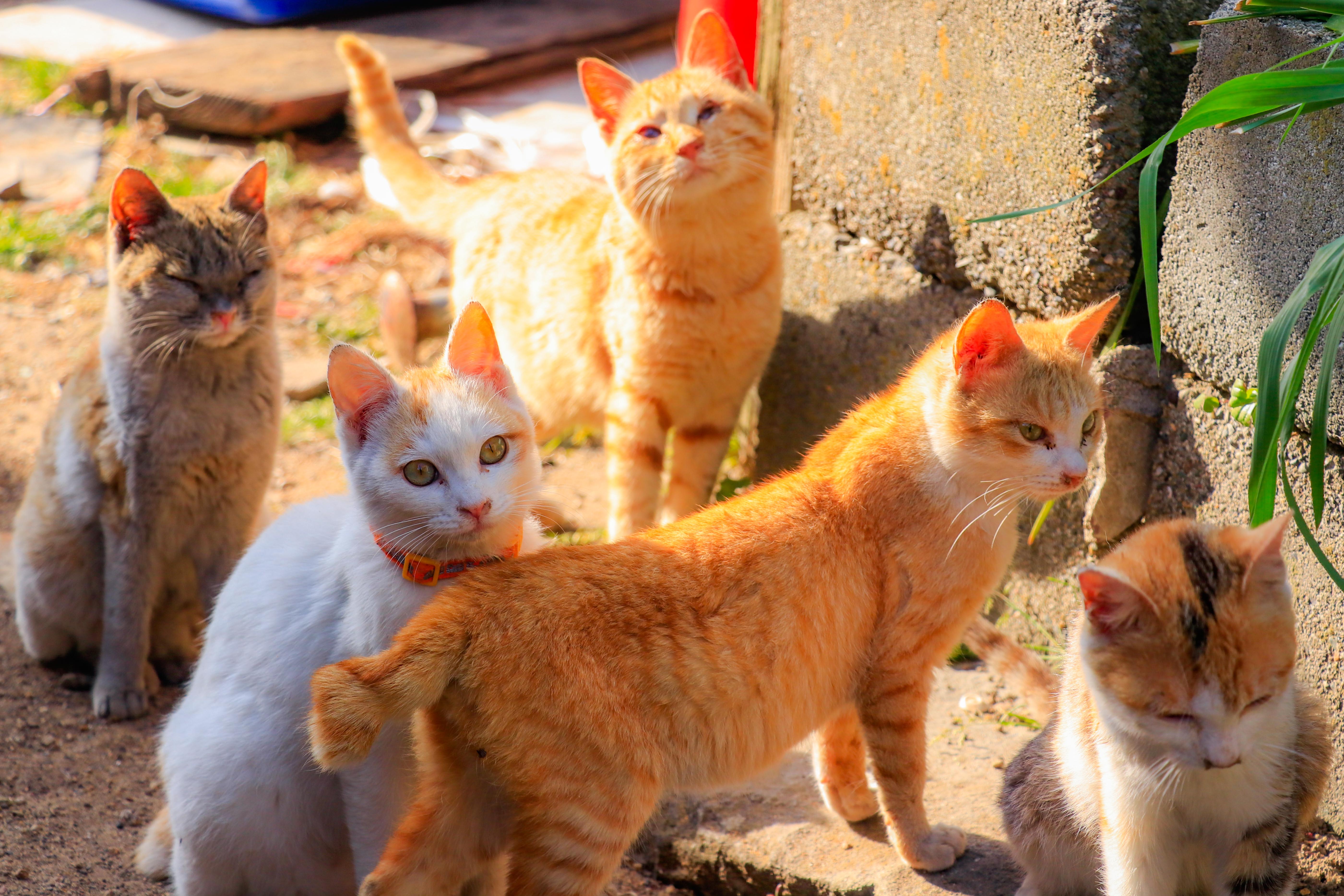 Cat Paradise in Aoshima, Ehime Prefecture ♡