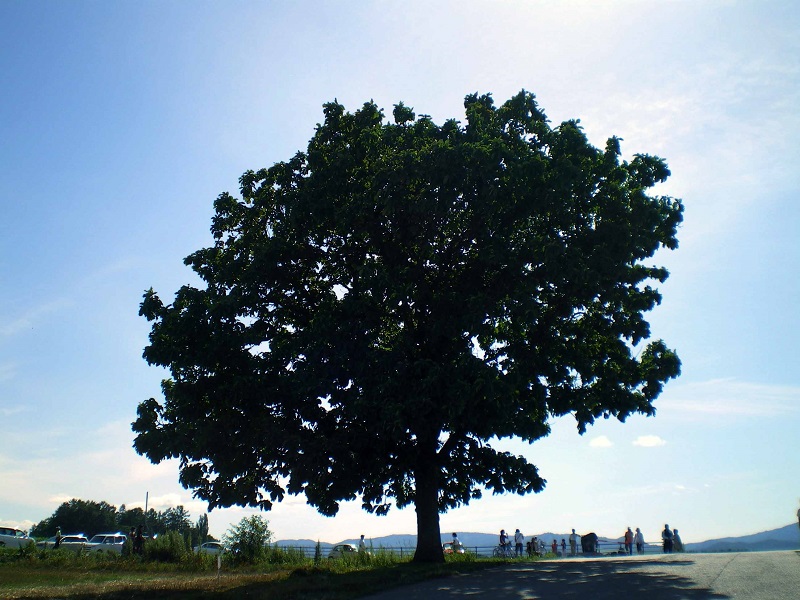 The Seven Star Tree - Hokkaido Things To Do & Itineraries