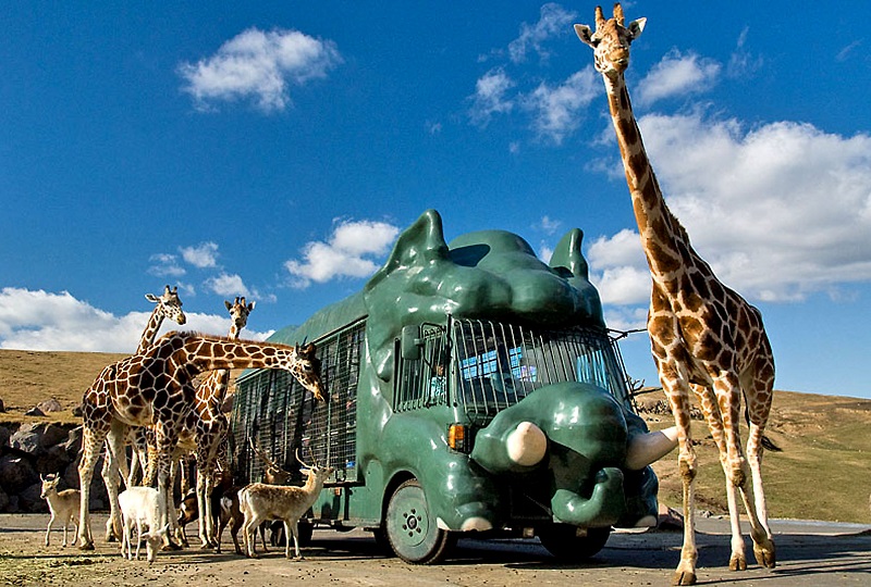 九州自然動物公園アフリカンサファリ, 大分 - オリジナルの旅程プランや観光スポットの動画がたくさん | プラネタイズ