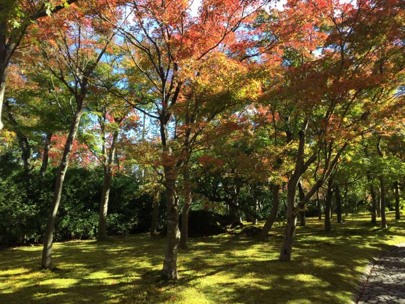 When is the best time to view Mt. Fuji from Hakone?