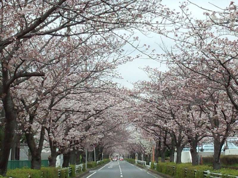 Cherry blossoms in Urayasu (photos were taken in 2016)