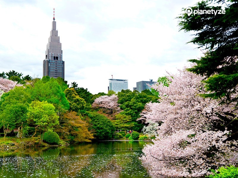 Spring in Japan: 11 Things to Do and Places to See in 2020 | TripleLights