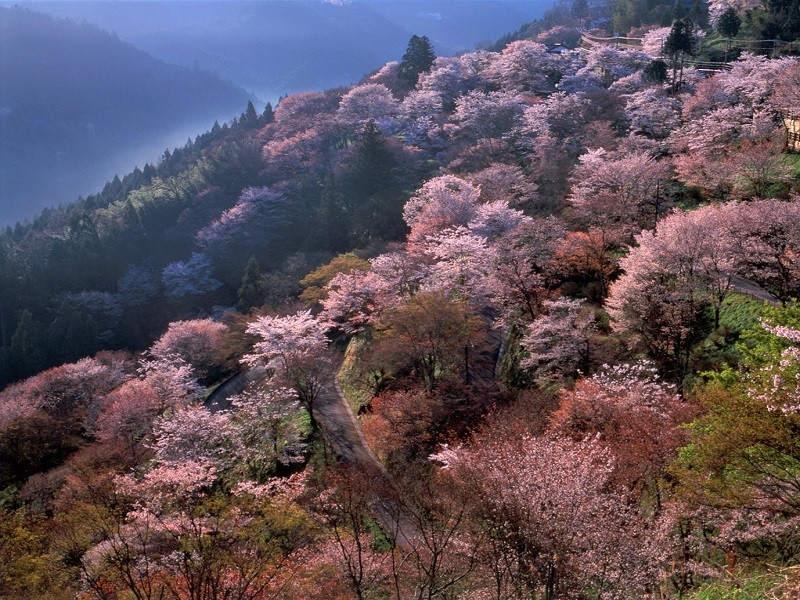 Spring in Japan: 11 Things to Do and Places to See in 2020 | TripleLights